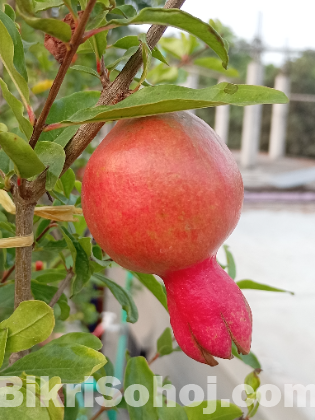 বেদানার চারা (ভালো জাতের)